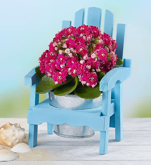 Beachside Blooms
