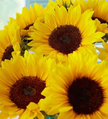 Sunflowers by Southern Living®
