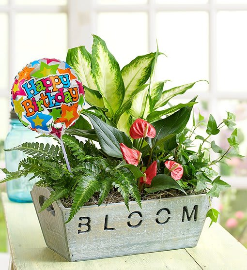 Happy Birthday Dish Garden
