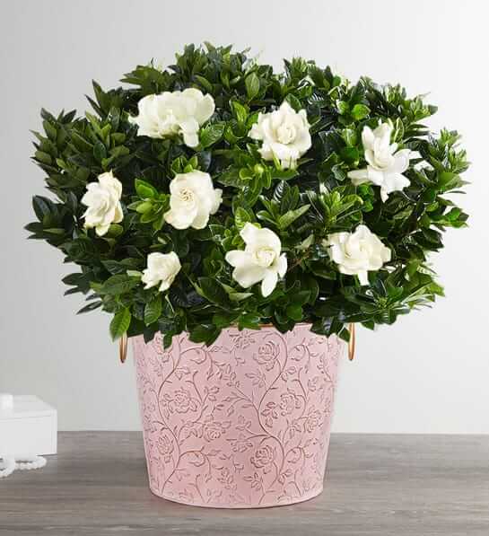 Graceful Gardenia Flower Bouquet