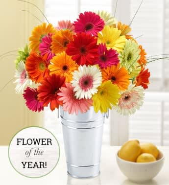 Happy Gerbera Daisies