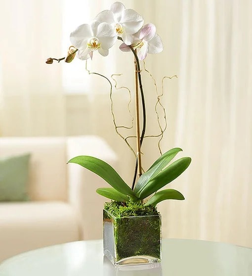 Elegant Live Orchid