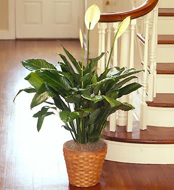 Spathiphyllum Floor Plant (Peace Lily)