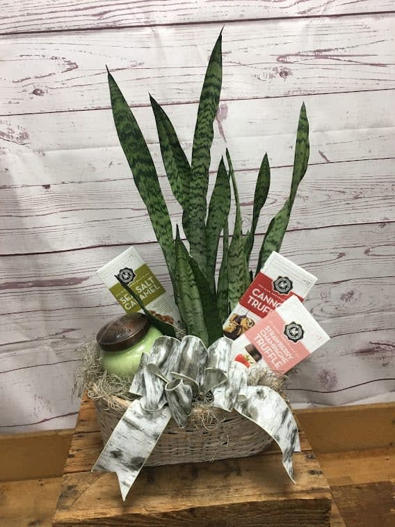 Sansevieria Plant and Gift Combo Basket