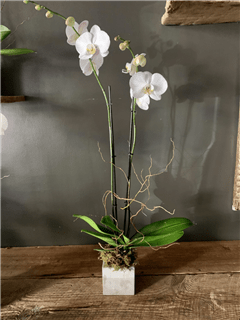 Large Phalaenopsis Orchid