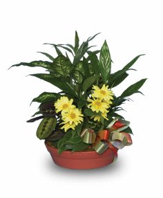 Have A Daisy Of A Day