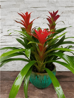 Bromeliad Planter Flower Bouquet