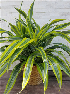 Lemon Lime Dracaena