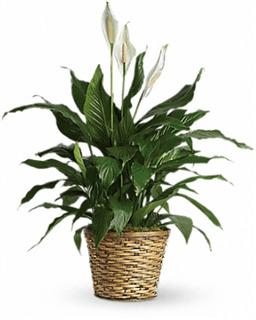 Peace Lily Plant Flower Bouquet