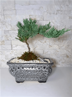 Starter Juniper Bonsai
