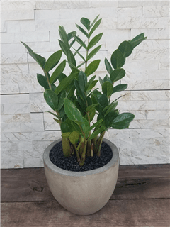 ZZ Plant Flower Bouquet