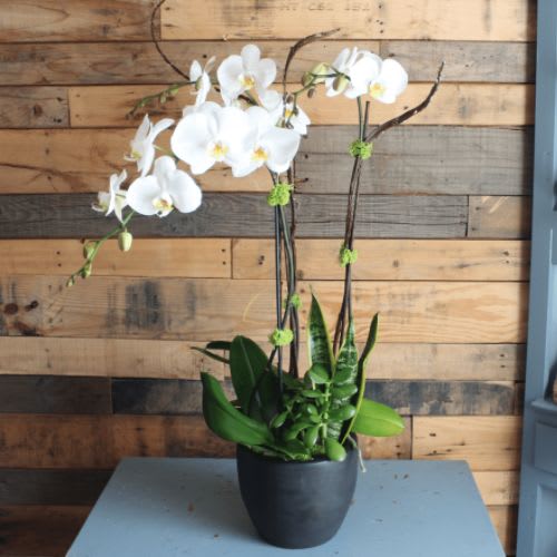 Orchid Garden by Fanny's Flowers