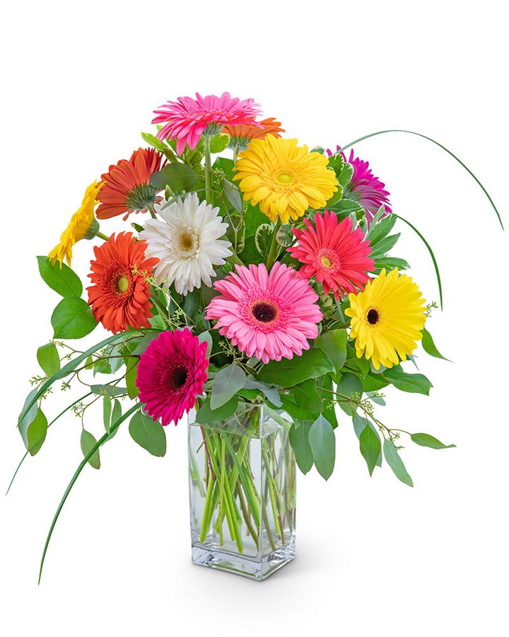 One Dozen Colorful Gerbera