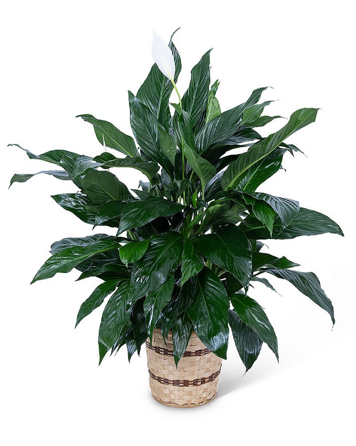Medium Peace Lily Plant Flower Bouquet