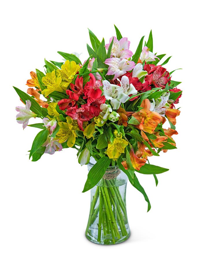 Cheerful Alstroemeria