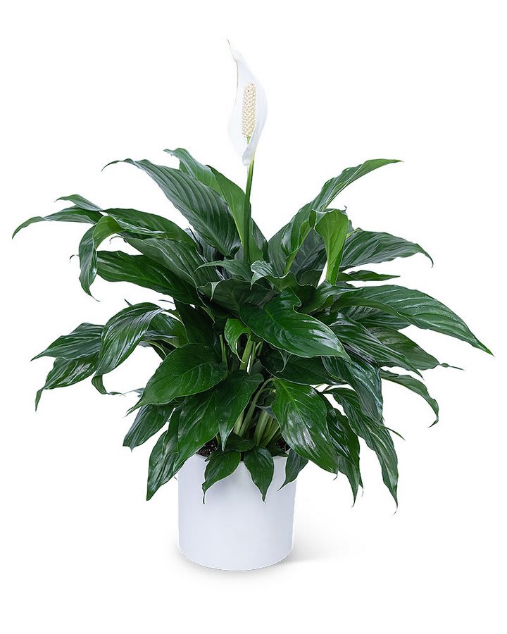 Peace Lily Plant