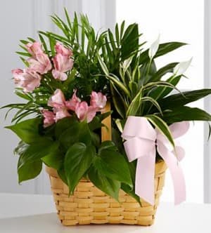 Living Spirit Dish Garden