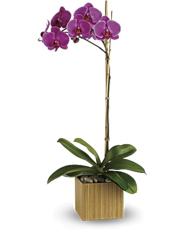 Imperial Purple Orchid