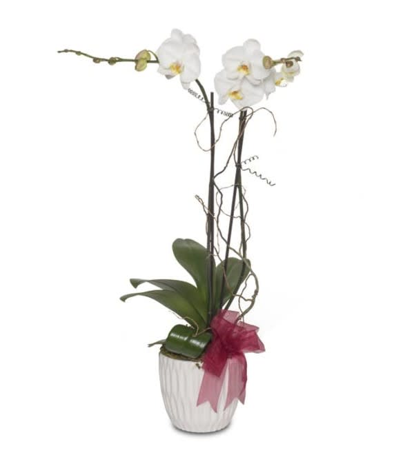 Opulent Blooming Orchid