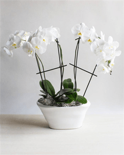 Stunning Orchid Display