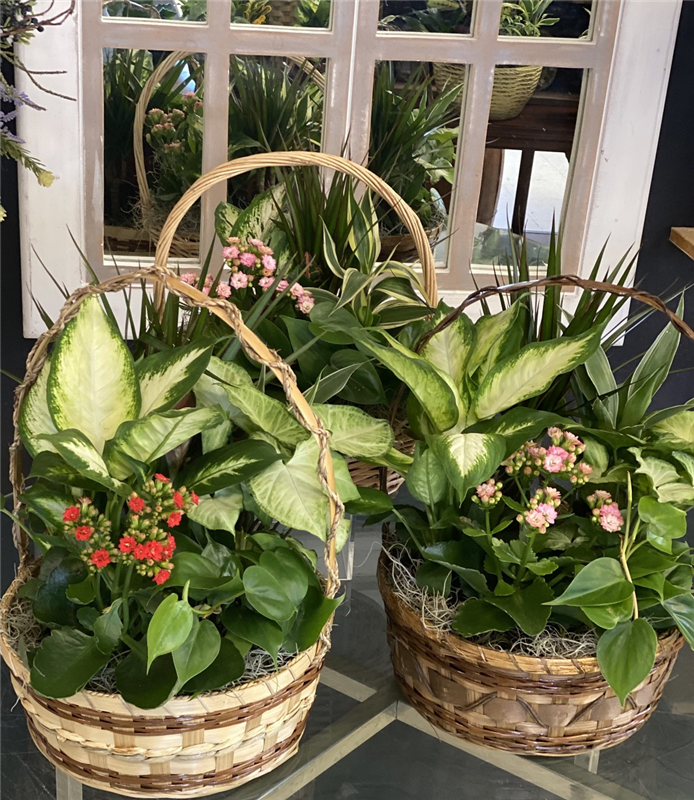 European Gardens - 65.00, 75.00, 100.00