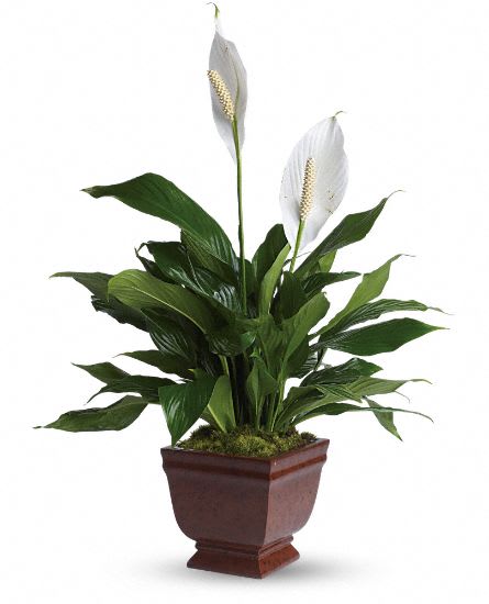 Lovely One Spathiphyllum Plant