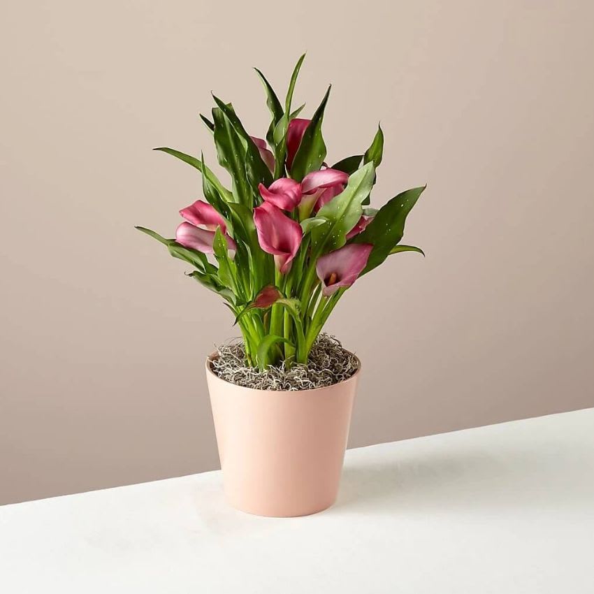 Fresco Pink Calla Lily Plant