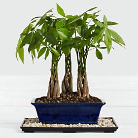 Braided Money Tree Grove Bonsai