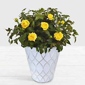 Potted Yellow Roses in Tin