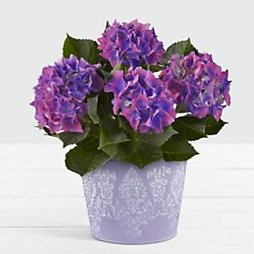 Spring Surprise Hydrangea Plant
