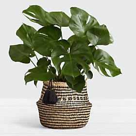 Monstera - Floor Plant in Diamond Print Belly Basket
