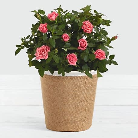Potted Pink Roses