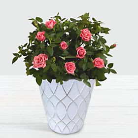 Potted Pink Roses in Tin Flower Bouquet