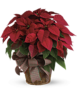 Large Red Poinsettia