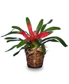 Bromeliad
