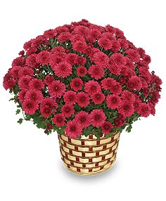 Chrysanthemum  Blooming Plant