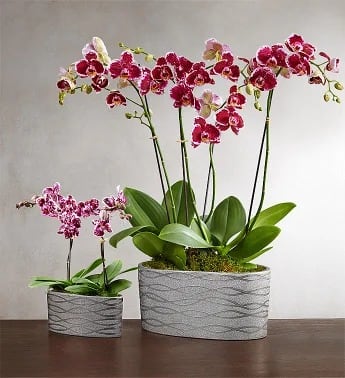 Violet Opulence Orchid Flower Bouquet