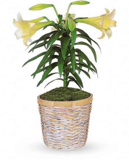 Easter Lily Plant 8" (2-Stem)