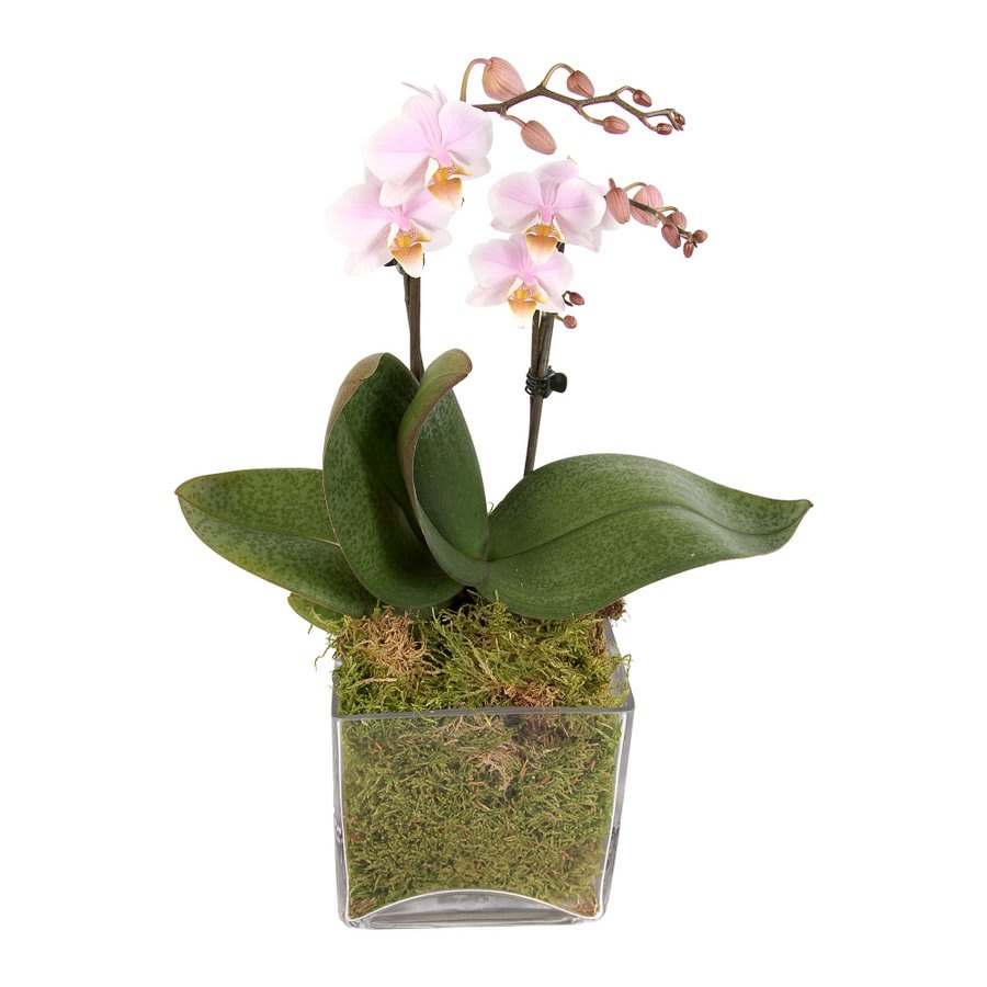 LUXURY PINK ORCHID Flower Bouquet