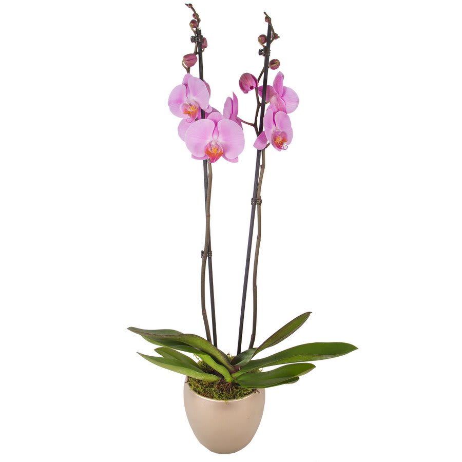 PINK PHALAENOPSIS DOUBLE ORCHID Flower Bouquet