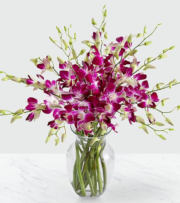 Majestic Purple Orchids