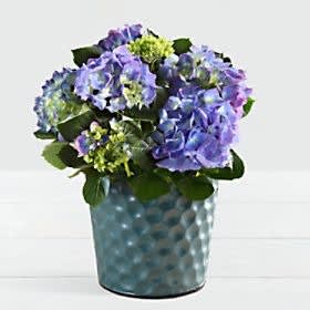 Potted Blue Hydrangea in Blue Container Flower Bouquet