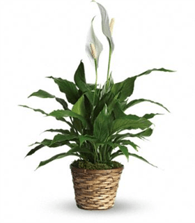 10" PEACE LILY