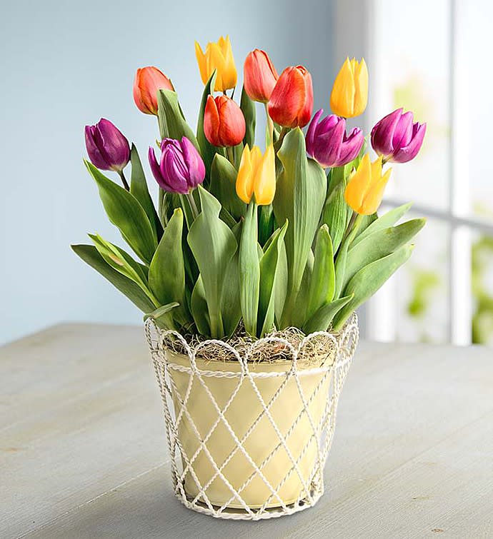Colorful Tulip Bulb Garden
