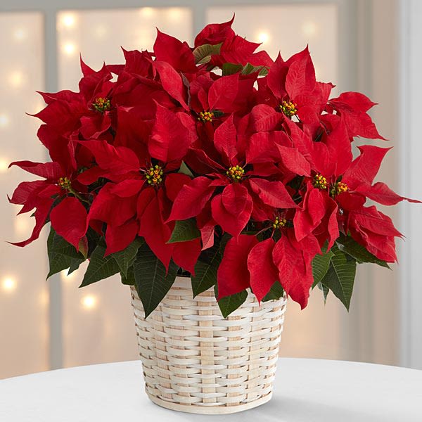 The Red Poinsettia Basket by FTD® - large