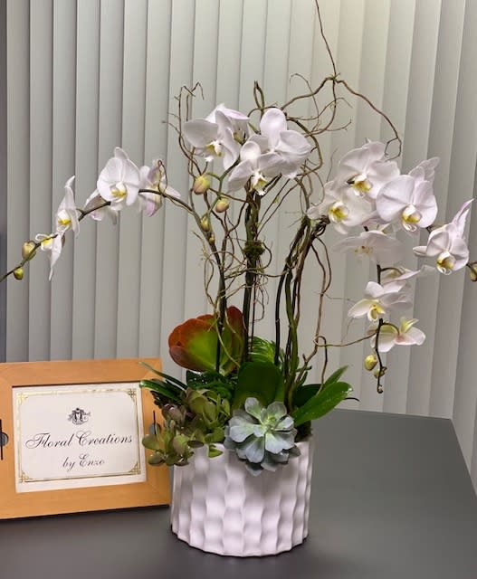 Orchid Plants Flower Delivery Costa Mesa CA Floral Creations by Enzo