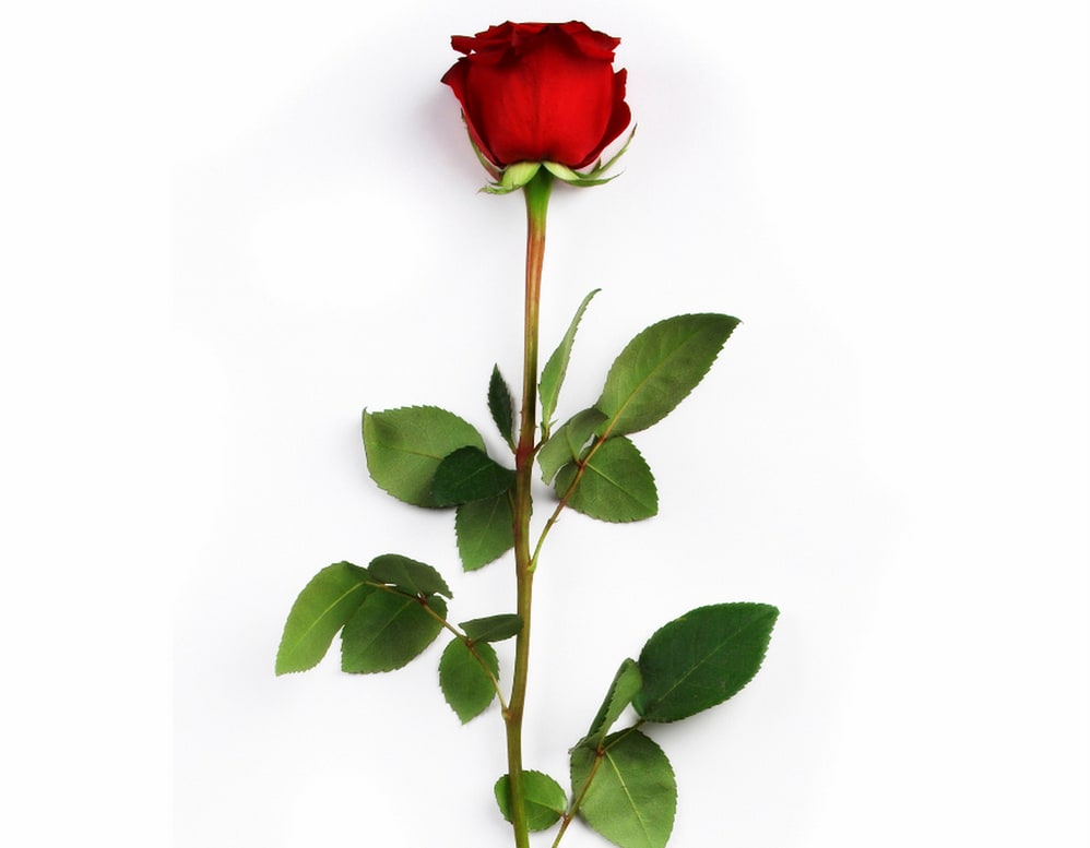 Loose Long Stem Rose