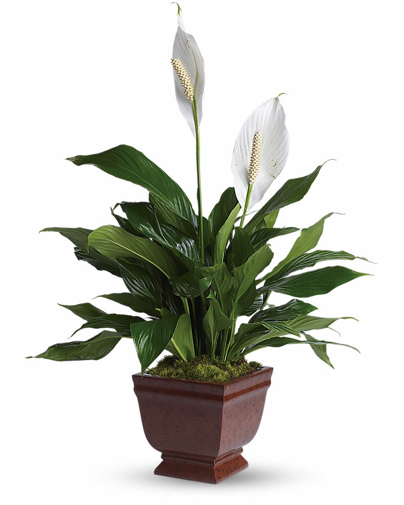 Teleflora's Lovely One Spathiphyllum Plant