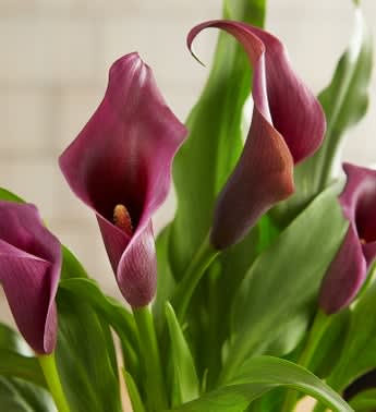 Summer Garden Calla Lily
 Flower Bouquet