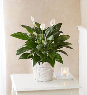 Peace Lily Plant Flower Bouquet
